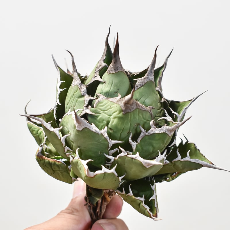 アガベ チタノタ 