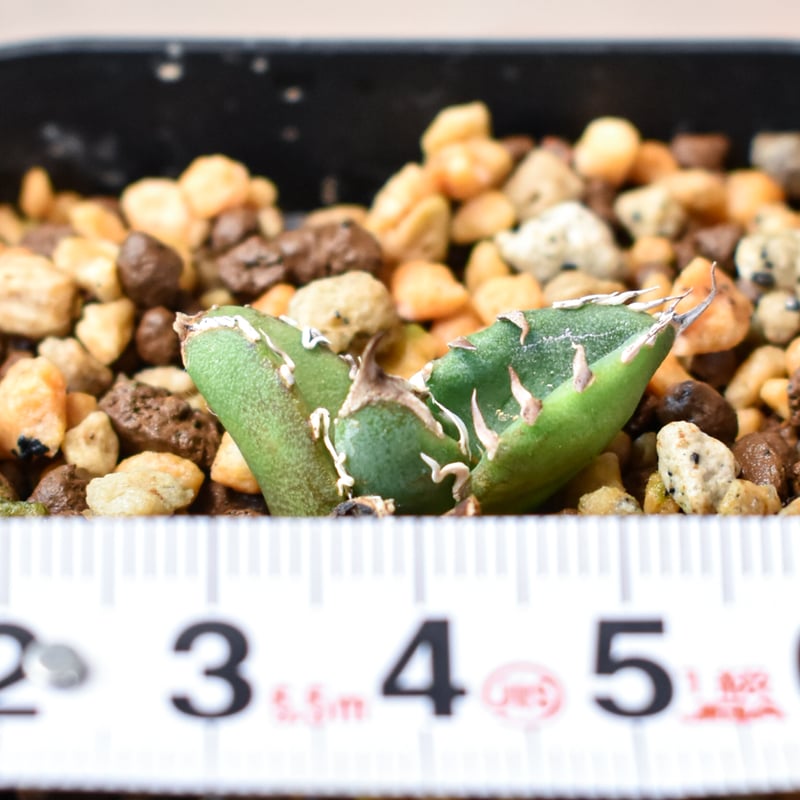 アガベ チタノタ 