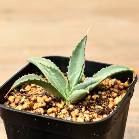 CATEGORY アガベ | RAFLUM / ラフラム｜東京、大阪の塊根植物