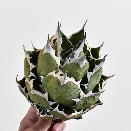 アガベ チタノタ ドワーフ / "精品姫厳龍" 【台湾 dragon agave産/大株/抜き苗】DGC2408344(T)