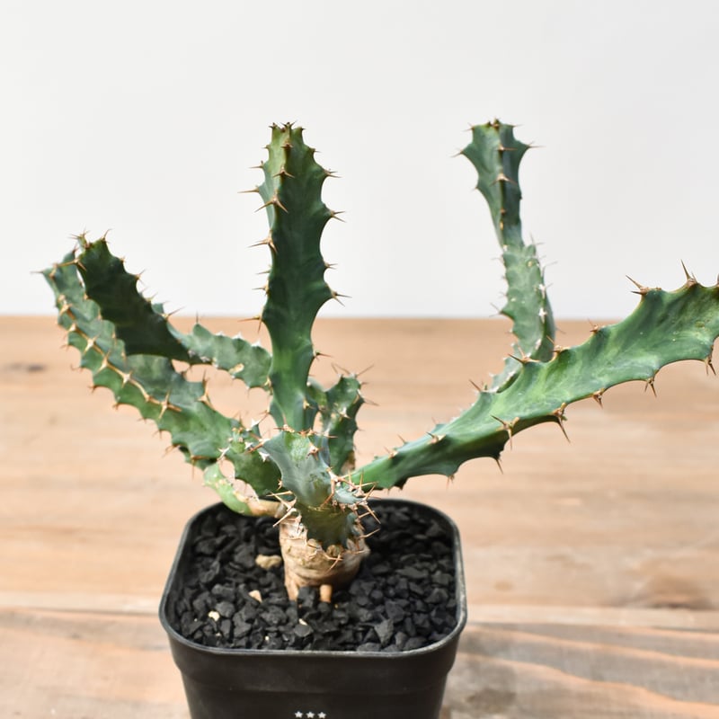 ユーフォルビア クラビゲラ【実生】 RFHK25011506 | RAFLUM / ラフラム