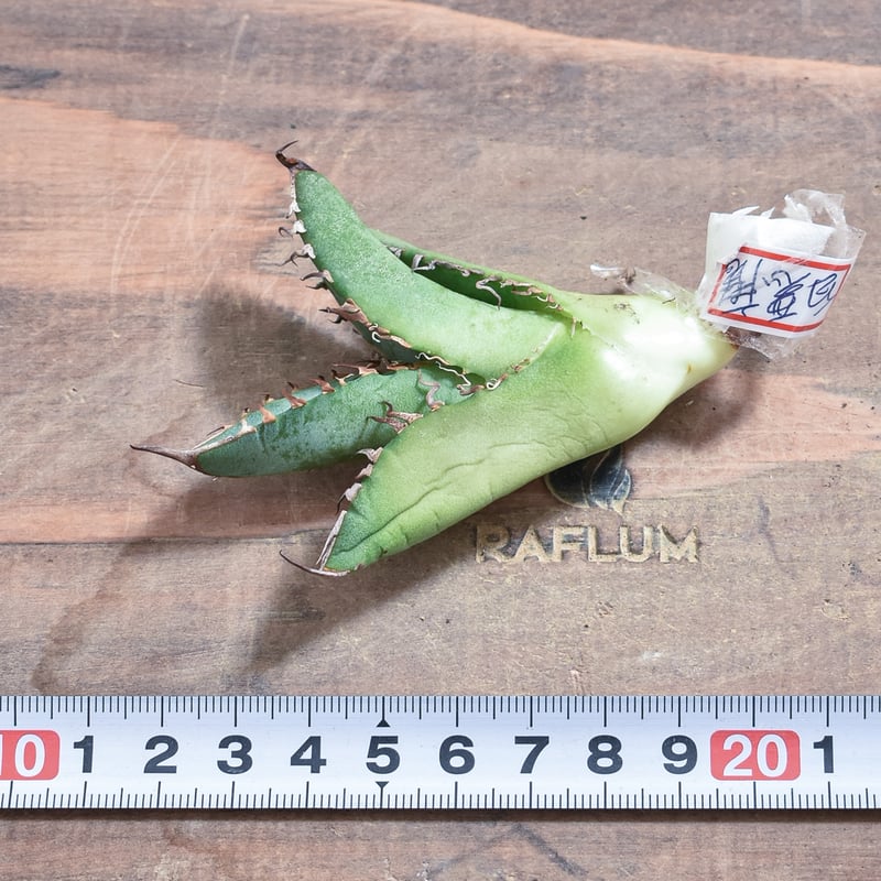 アガベ　白犀　中株　Berlin産　ベルリン Berlin産、Dragon Agave産の株を発売 | アガベ専門店 モンスターハウス