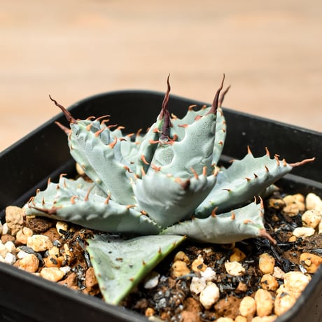 アガベ ハイブリット 日系イシスメンシス×象牙妖炎（陽炎エボリ）【台湾botanical_seeker産】RF25011390
