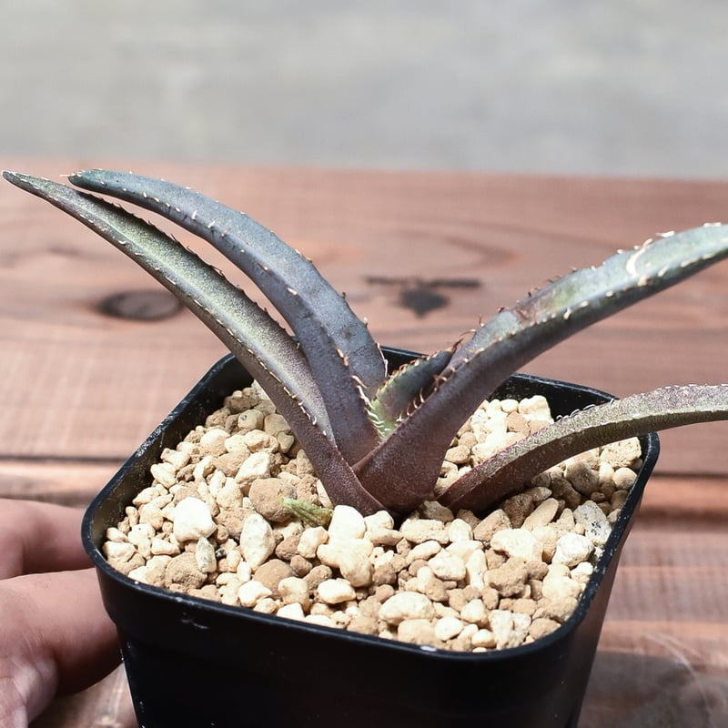 アガベ チタノタ スーパーチタノタ子株販売 鶴山園 cactusgreen 【公式