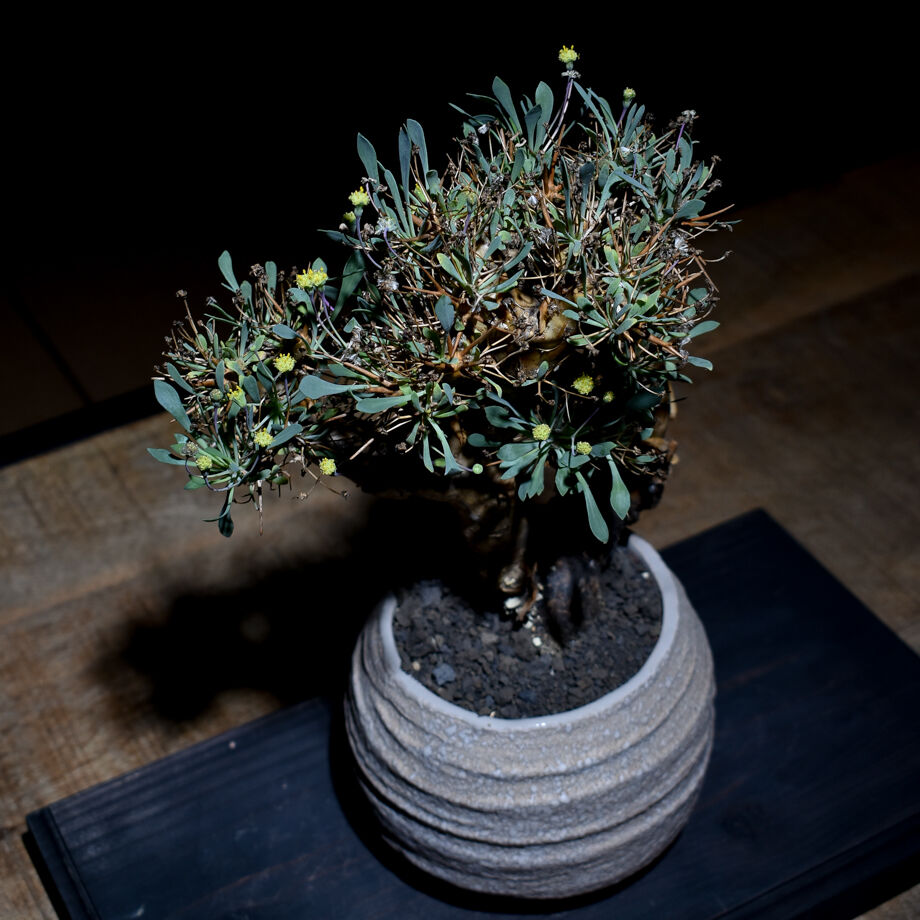 【コレクション株】オトンナ☆ユーフォルビオイデス　黒鬼城A オトンナ：ユーフォルビオイデス（黒鬼城）2.5号鉢 の通販