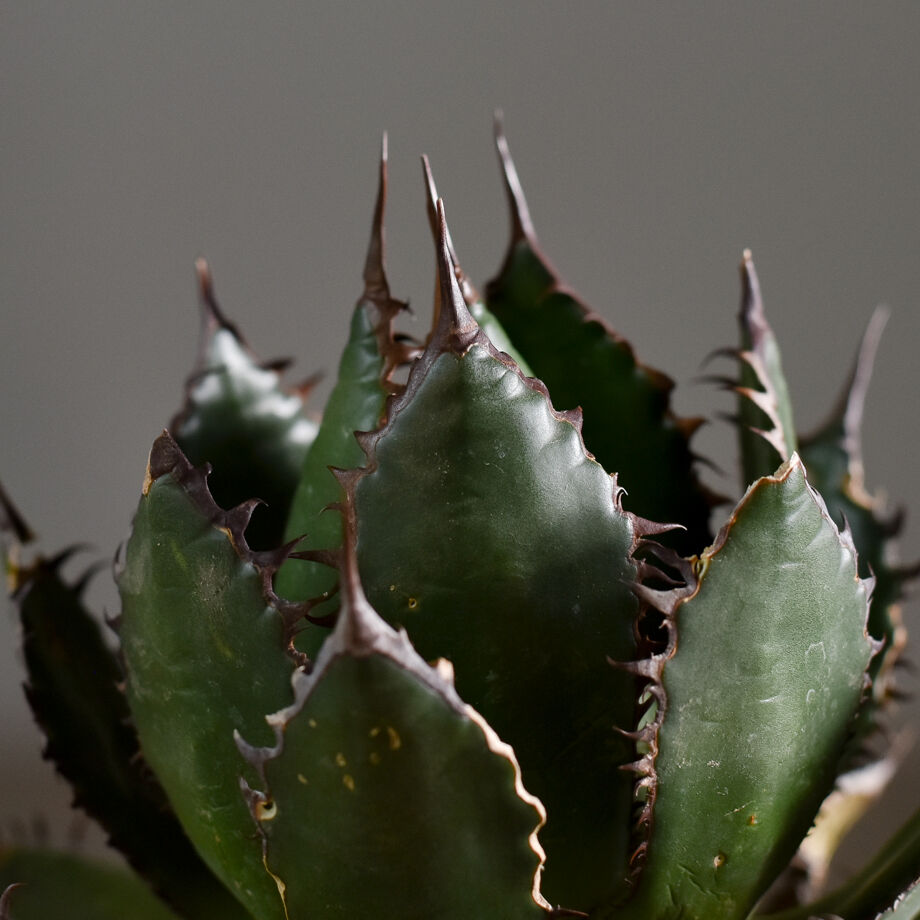 超特大 アガベ ホリダ　US輸入株　引き取り限定 超特大 アガベ ホリダ US輸入株 引き取り限定