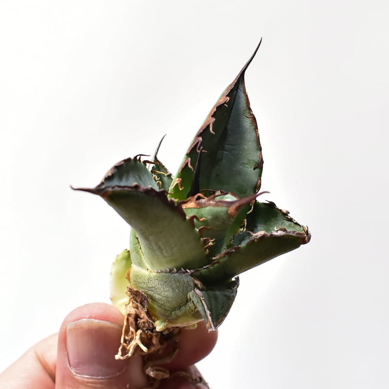 アガベ オテロイ 