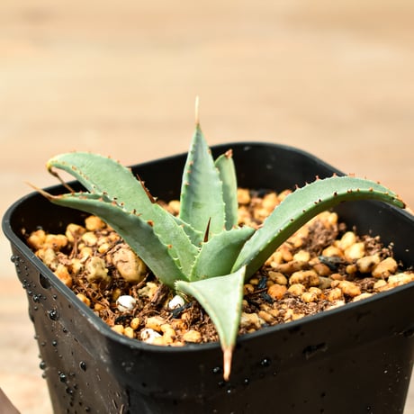アガベ ハイブリット "吉巴羅" (特白肌怒雷神×血妖) 【台湾huplants2010産/子株販売】RF25011822