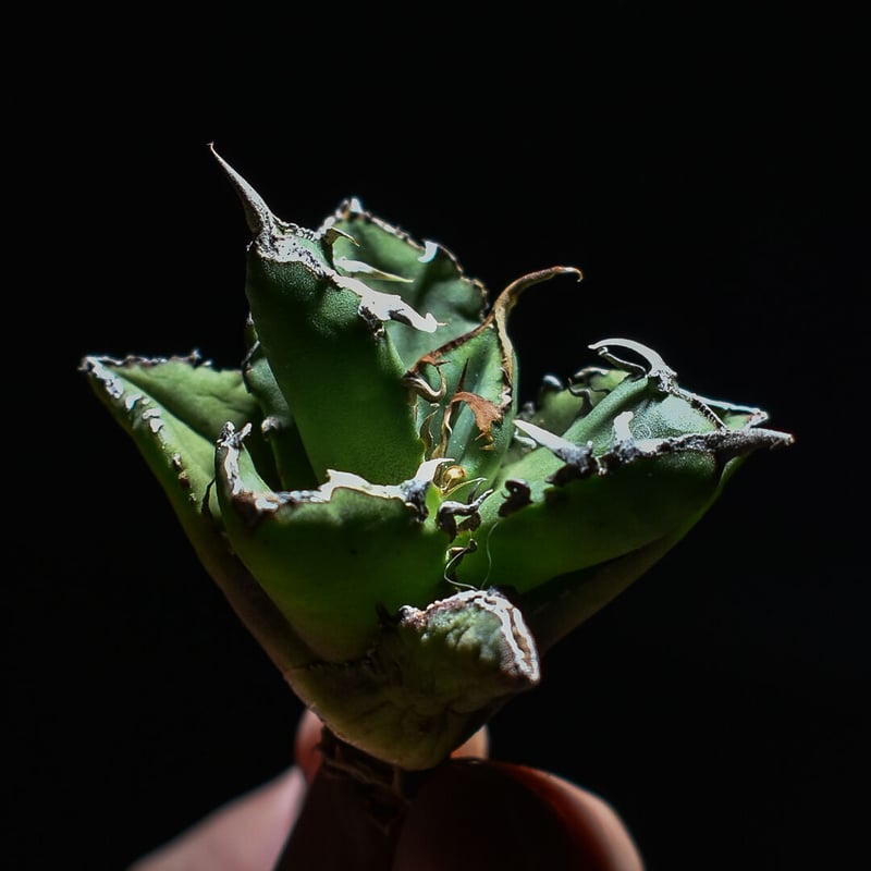 アガベ チタノタ 