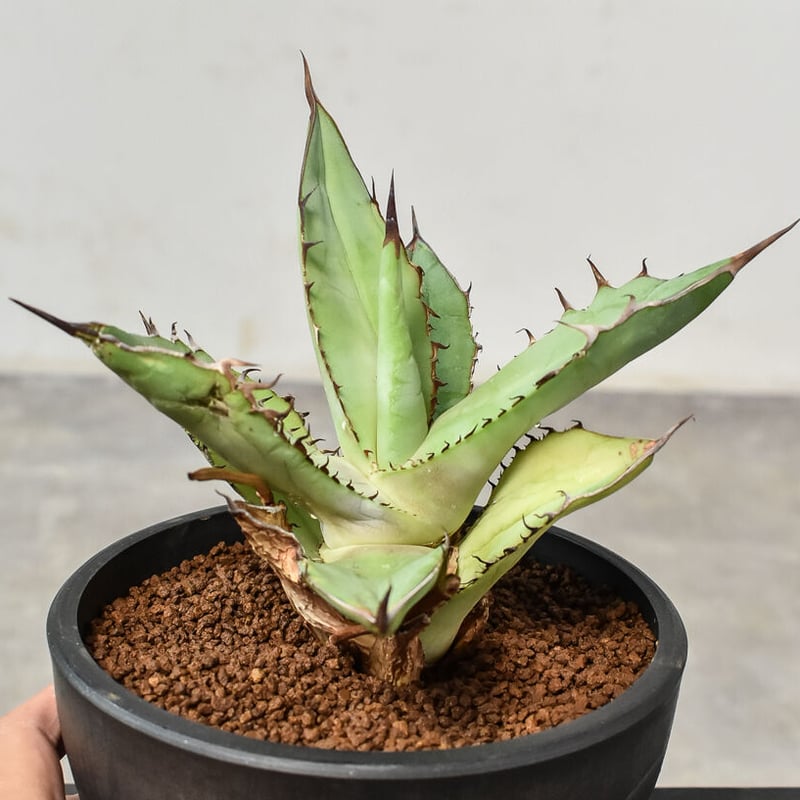 OSP産 Agave アガベ チタノタ 