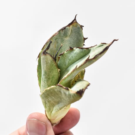 CATEGORY オテロイ / 実生 | RAFLUM / ラフラム｜東京、大阪の塊根植物