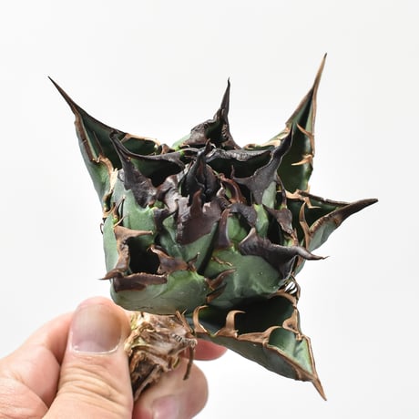 【RAFLUM特選株】アガベ チタノタ チーター "精品猟豹"  【台湾 dragon agave産/中株/抜き苗】DG2402736(T) A
