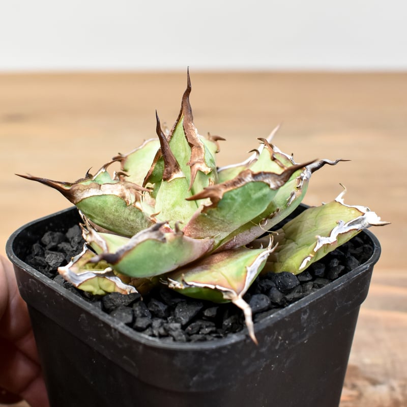 アガベ　Dennis043 アガベ チタノタ DENNIS043【台湾DENNIS産/発根済み/中株】C DN25010