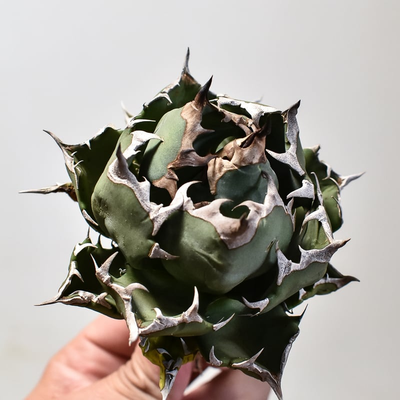 アガベ チタノタ ドワーフ / 姫厳竜 