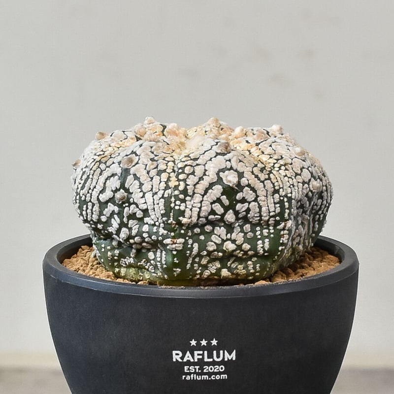 スーパー兜 Vタイプ アストロフィツム 3〜5cm Ω 40粒 スーパー兜 アストロ