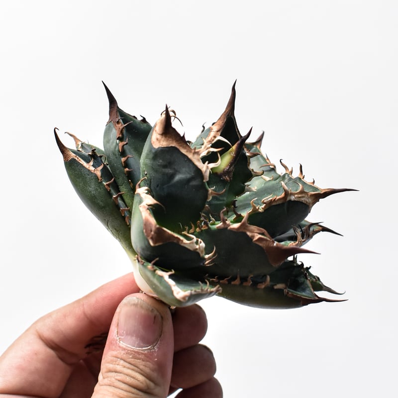 アガベ チタノタ 