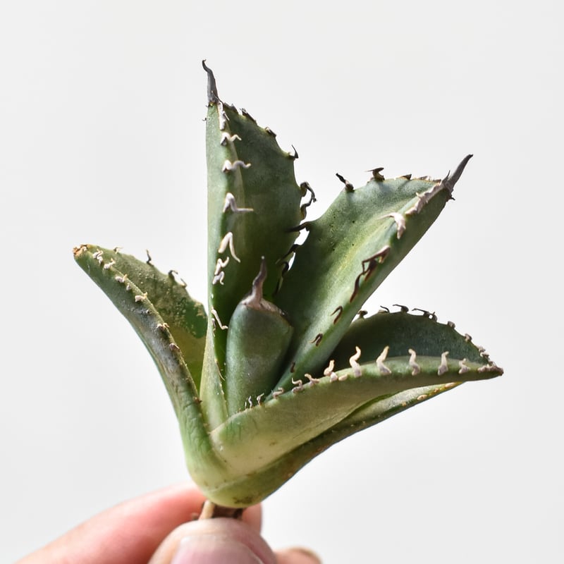 アガベ チタノタ 