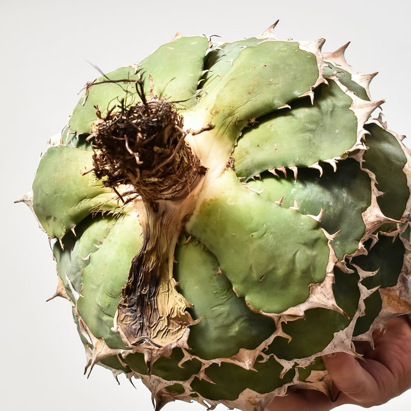 アガベチタノタ(ヨーロッパ選抜株) アガベ チタノタ ヨーロッパ選抜株