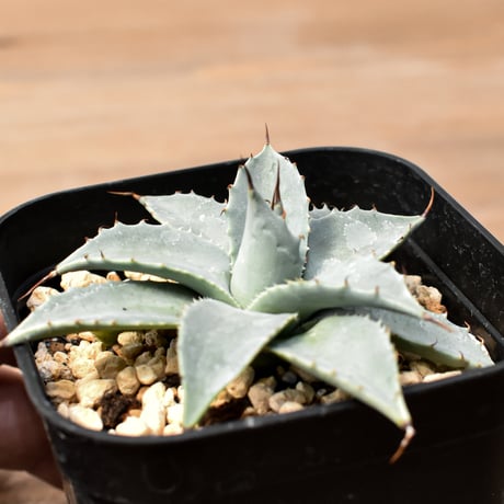 アガベ ハイブリット 日系イシスメンシス×象牙妖炎（陽炎エボリ）【台湾botanical_seeker産】RF25011374