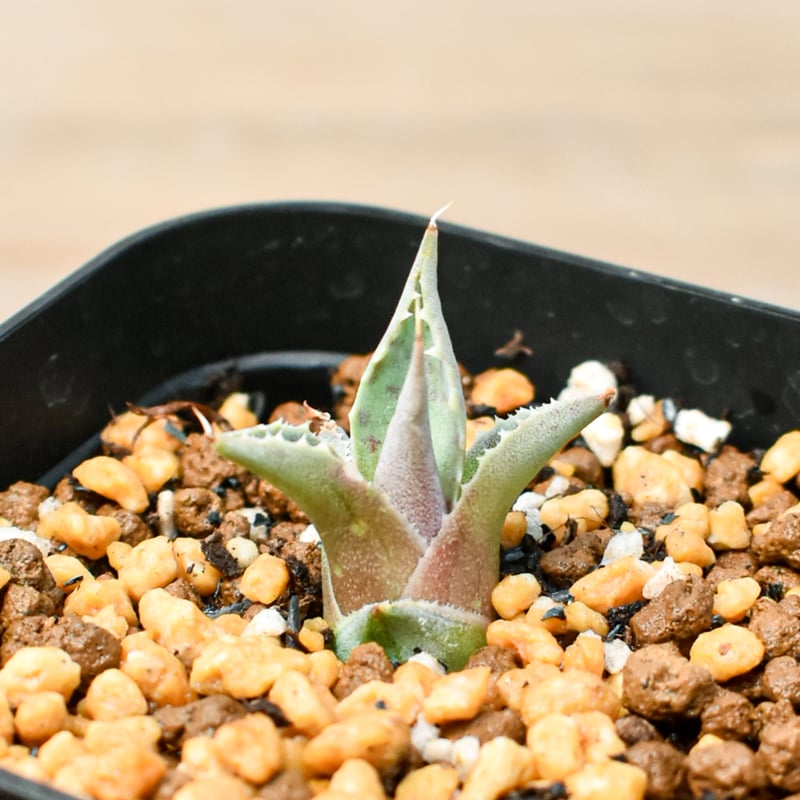 アガベ ハイブリット 