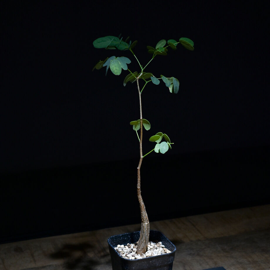 デロニクス プミラ（実生）RF22749 | RAFLUM / ラフラム｜東京、大阪の