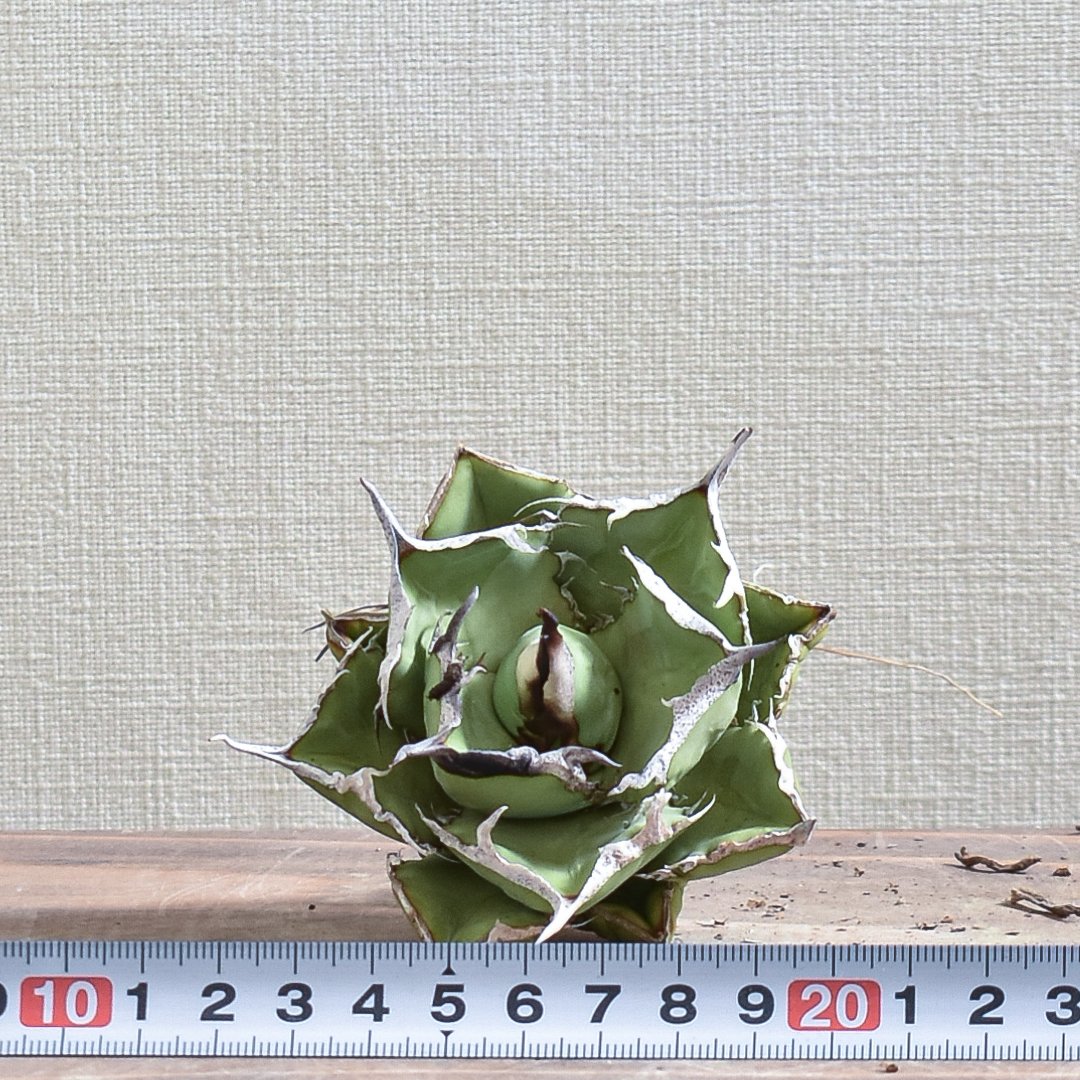 台湾産 中株 蠻牛 バンギュウ アガベ チタノタ OC 発根済み 台湾産 中株 蠻牛 バンギュウ アガベ チタノタ OC 発根済み アガベ