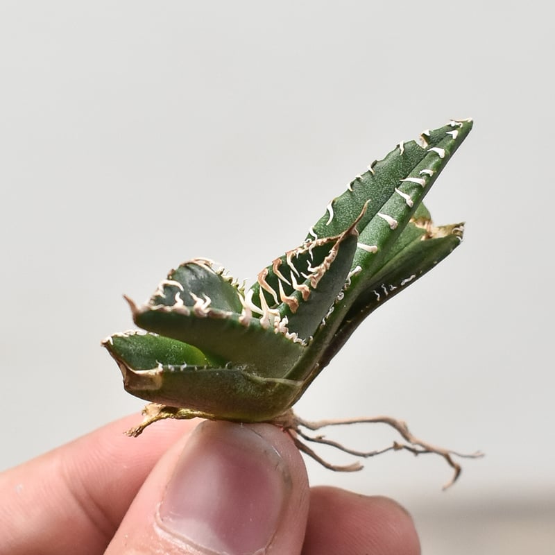 アガベSAD南アフリカダイヤモンド白覆輪斑入り抜き苗発送 アガベ チタノタ 南アフリカダイヤモンド 