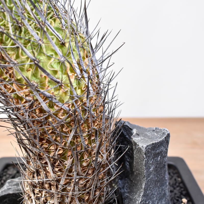 WACK” ON YOUR SIDE】エキノフォスロカクタス ザカテカセンシス