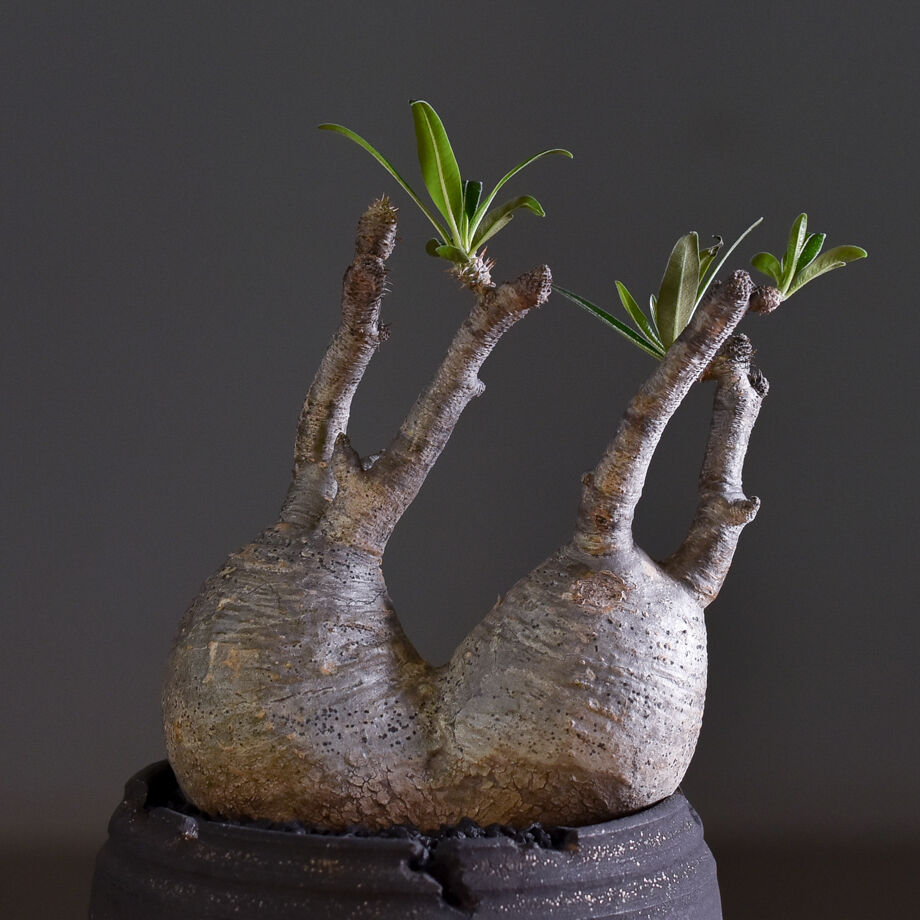 パキポディウム　グラキリス　二頭株　発根済 パキポディウム グラキリス二頭【イチ押し！パキポディウム系の