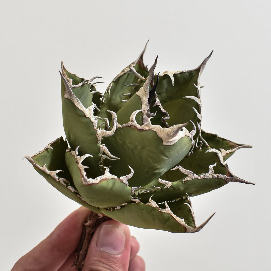 アガベ チタノタ 小島白刺【台湾 dragon agave産/抜き苗/中株