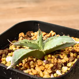 2月26日(木)20:00~】再販希望の多かったアガベ