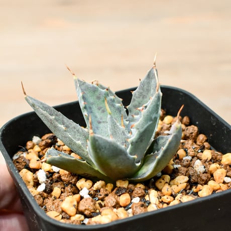 アガベ ハイブリット "邪霊" (特白肌怒雷神×血妖) 【台湾botanical_seeker産】RF25011413