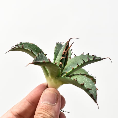 CATEGORY アガベ ハイブリッド エボリスピナ×ブラックアンドブルー/妖