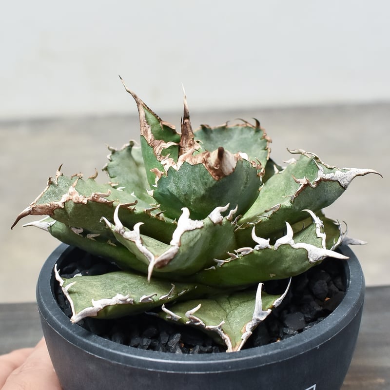 アガベ チタノタ 