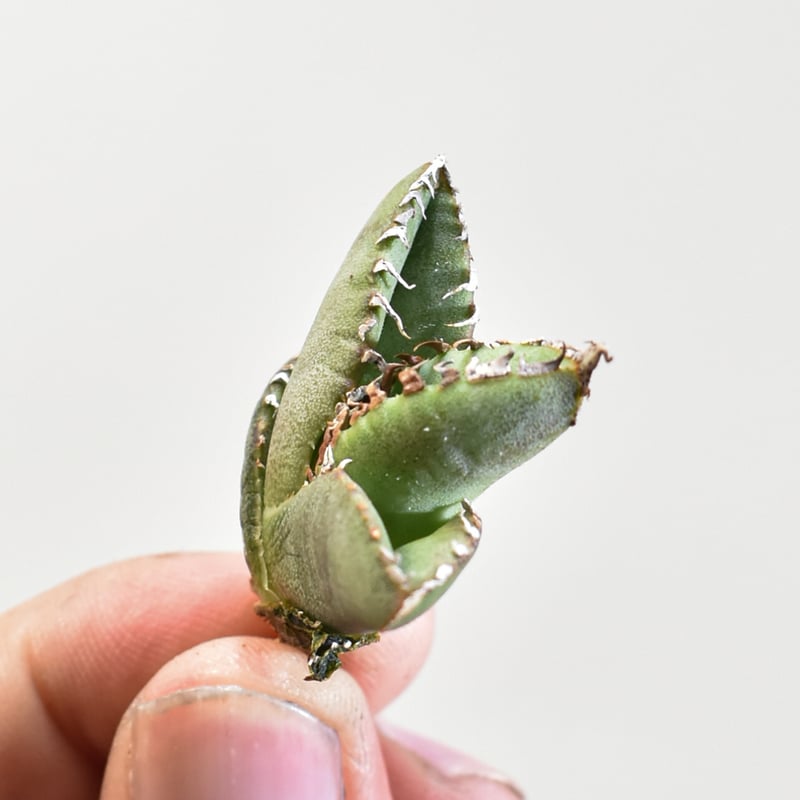 アガベ チタノタ　麻花 Dragon Agave産》アガベ チタノタ '麻花'（'麻花龍'）｜台湾アガベ、大