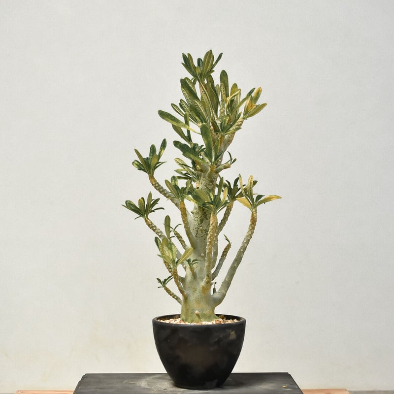 ドルステニア ギガス（発根済み）RF231435(T) | RAFLUM / ラフラム