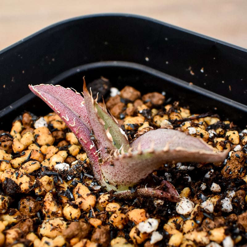 RAFLUM育成株 5個セット】アガベ Uriel oteroi seeding / ウリエ