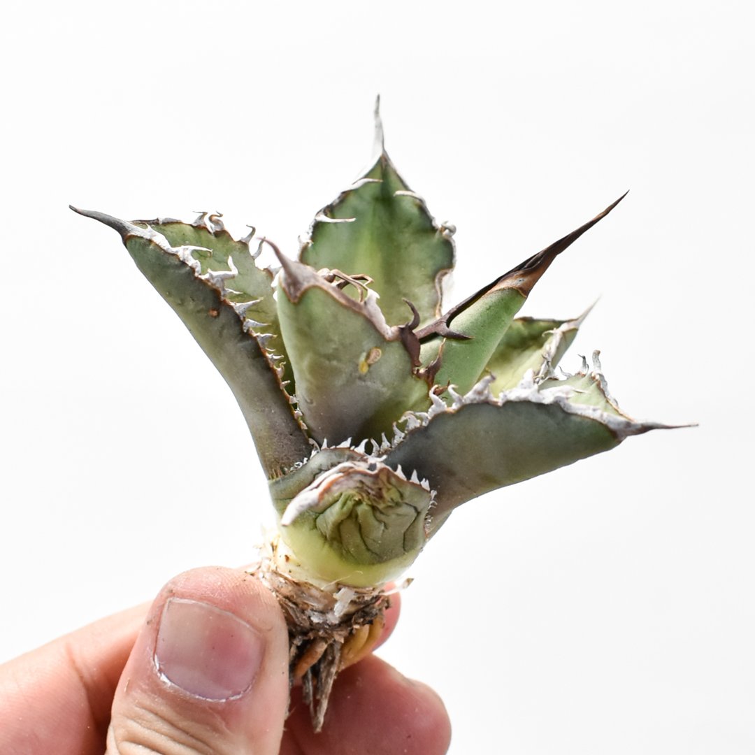 国内実生最高峰】アガベ オテロイ【OSPセレクト株 / 抜き苗 / 実生】47