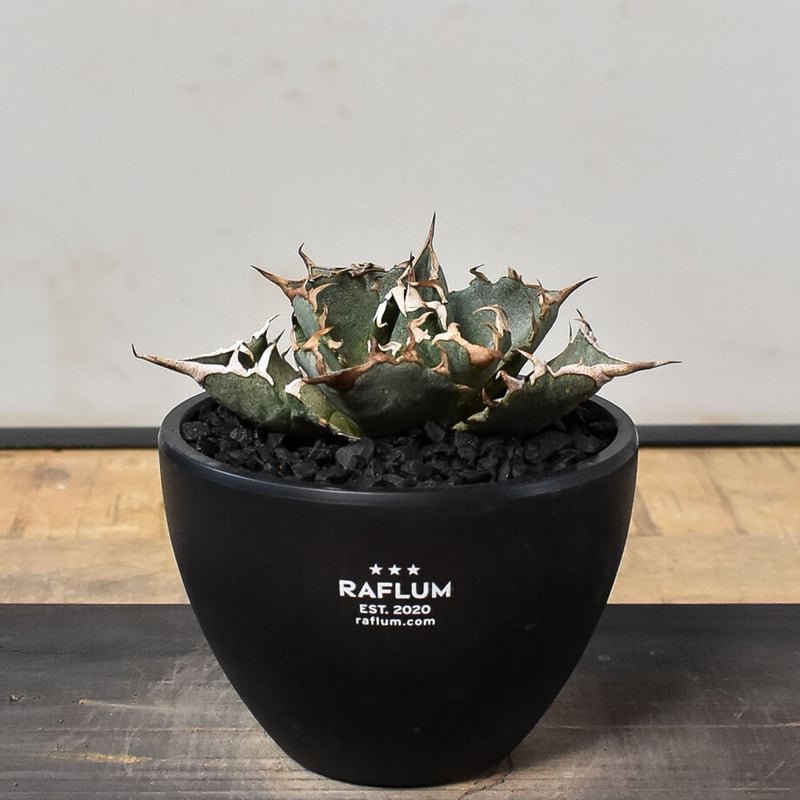 アガベ　チタノタ　バラクーダ Agave Titanota 