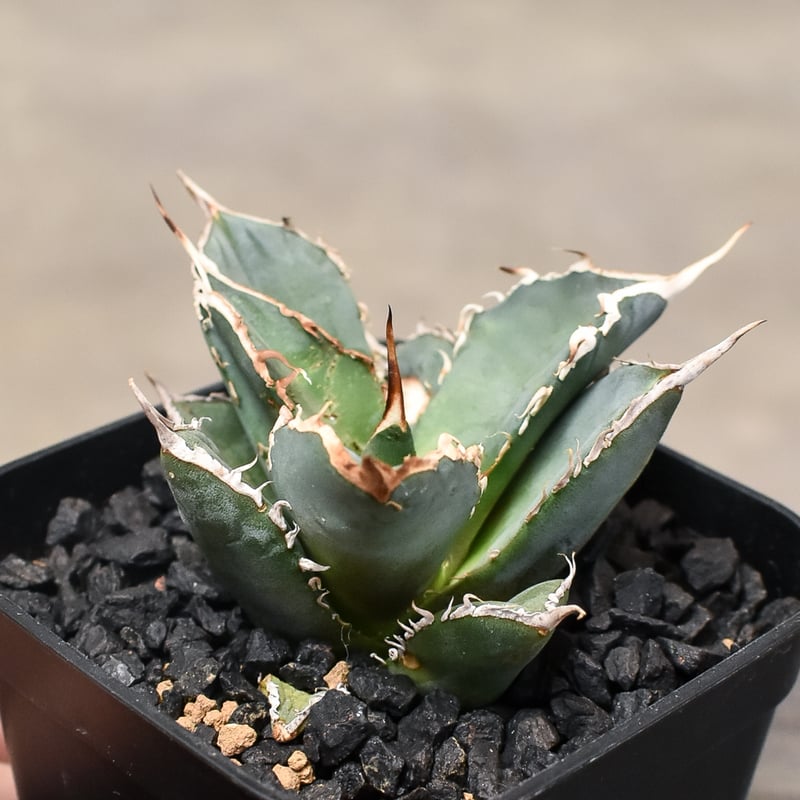 アガベ チタノタシャークソウイ shark soui 子株アガベ チタノタ