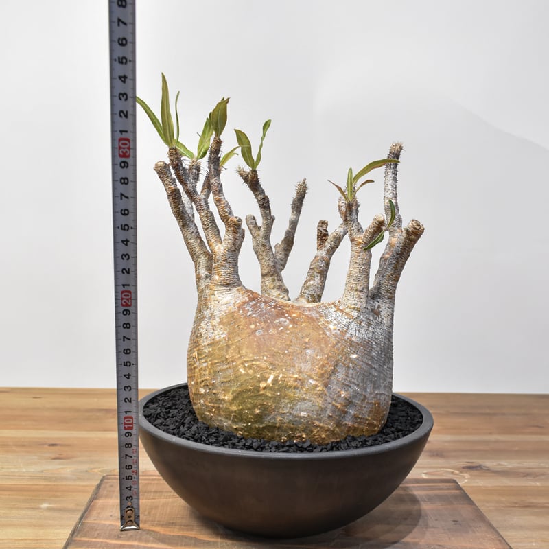 パキポディウム グラキリス 【発根済み】RFKN25010876 | RAFLUM