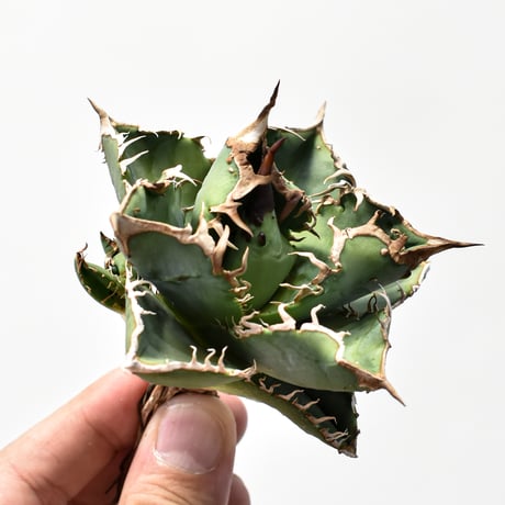 CATEGORY アガベ チタノタ DENNIS018 | RAFLUM / ラフラム｜東京