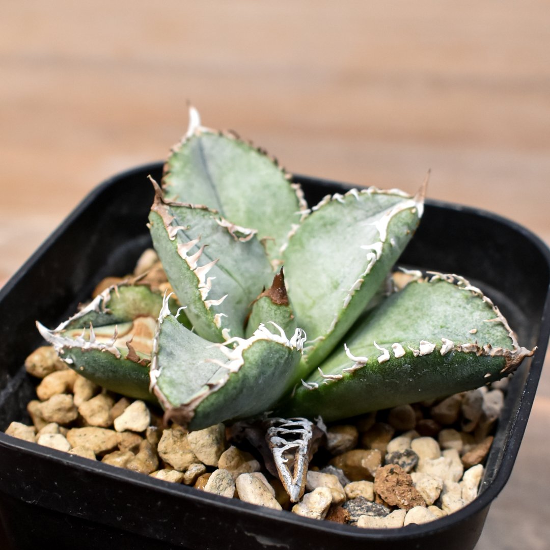 アガベ チタノタ 