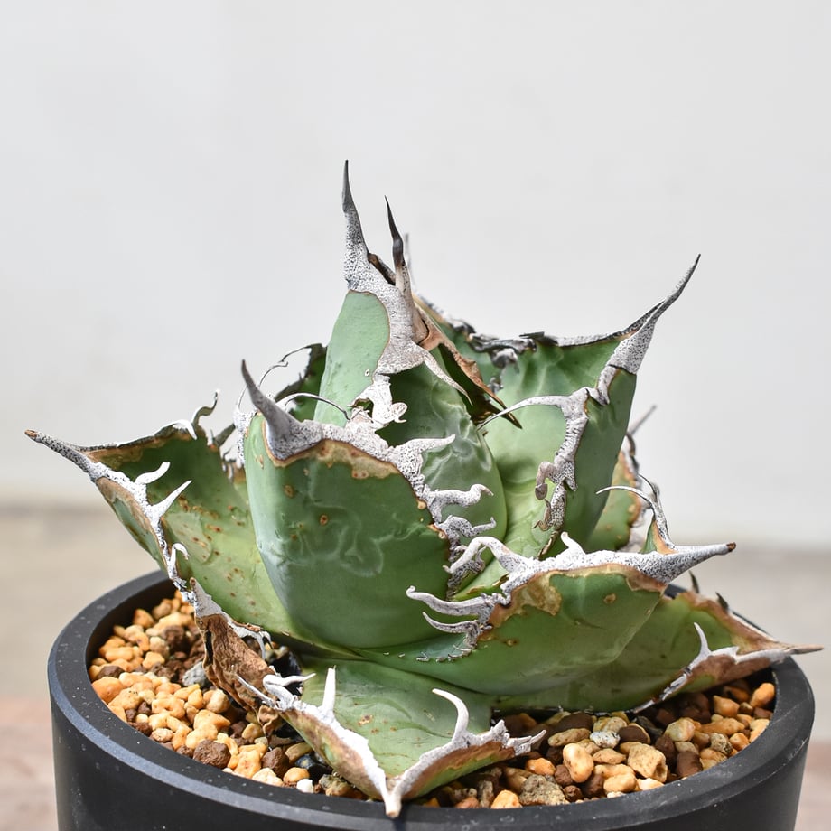 66bc521157ef72025798074e