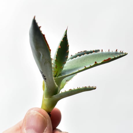 アガベ ハイブリット "虞姫" (特白肌雷神×屈原) 【台湾huplants2010産/髭産/子株販売】RF25011614