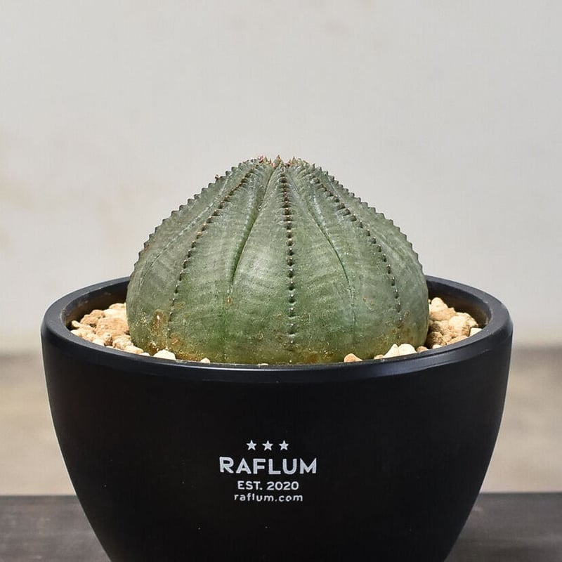 希少　オールド　オベサ　大　王冠　良形　美株　塊根植物　ユーフォルビア　発根済み 希少オールドオベサ大王冠良形美株塊根植物ユーフォルビア発根済み