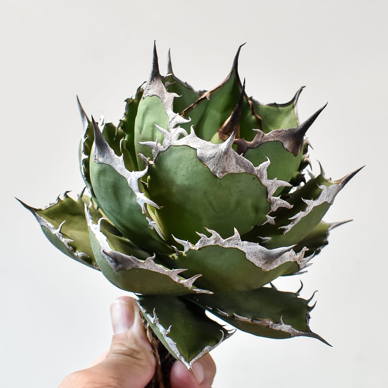 アガベ チタノタ シャークソード 