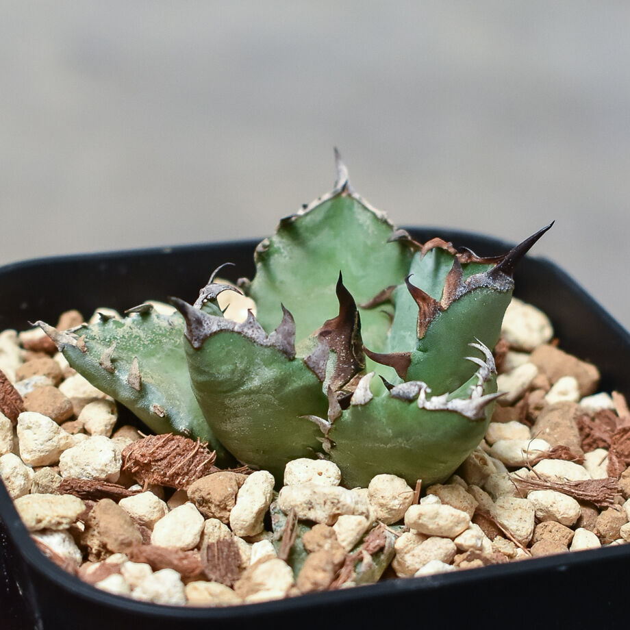 ウシ　アガベ　　オテロイチタノタまとめ売り　訳あり特価！！ ウシ アガベ オテロイチタノタまとめ売り 訳あり特価！！ ウシ様