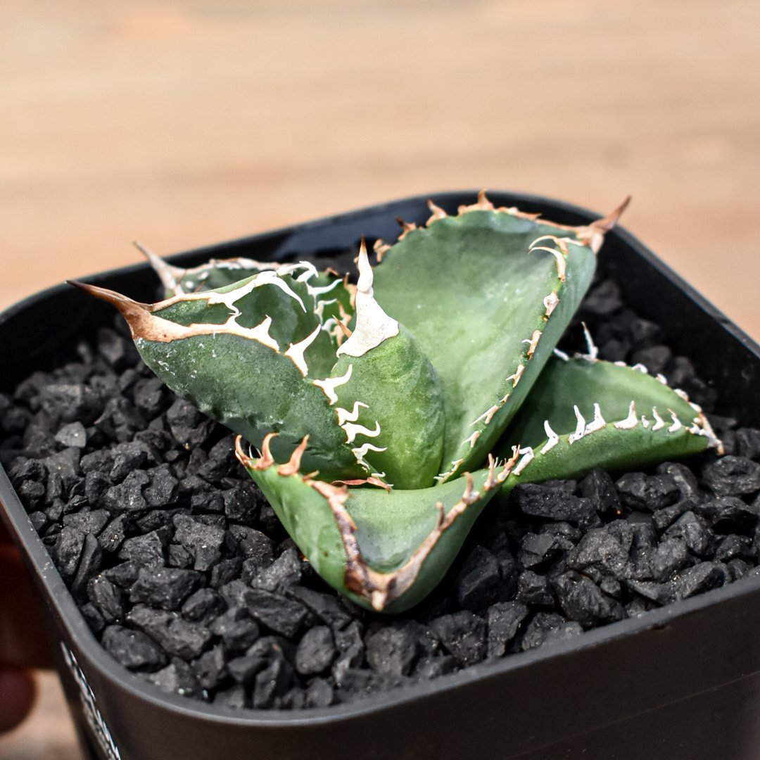 アガベ　チタノタ　dennisB05 子株　青犀牛 アガベ チタノタ dennisB05 子株 青犀牛 - メルカリ