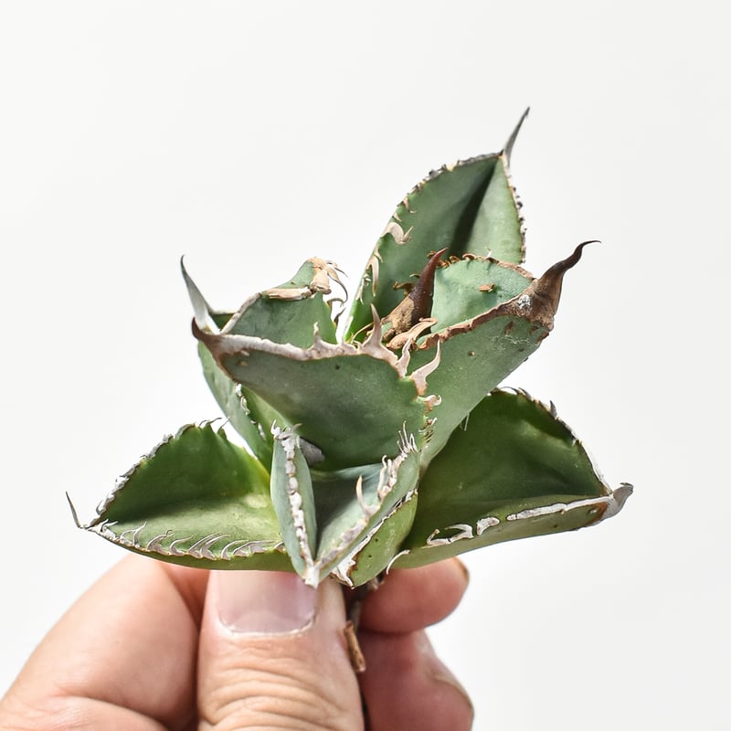 アガベ チタノタ DENNIS018 【台湾DENNIS産/発根済み/子株】E DN24